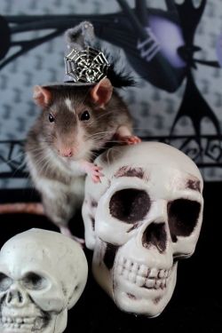 rattitude:  Lovely Halloween shot by “A hat for my rat” Check them out! 