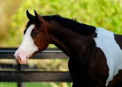 dressage-queer:  showgirlglitz:  EPR Dont Boss Me (Sonnys Amigo Bar x Bossy Cause Im Hot)  Damnnnnnn that bay to white tho 