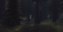 epistolary-acumen:   Somber Forests 