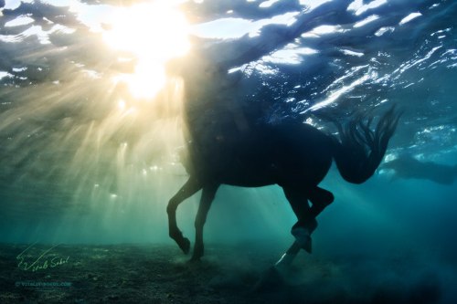 end0skeletal - Underwater Photographyby Vitaly-Sokol