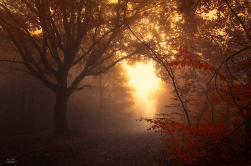 landscape-photo-graphy - Enchanting Forests Photography...