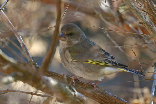 Greenfinch/grönfink.