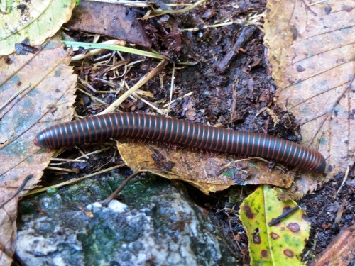 Saw one of these yesterday on the Appalachian Trail. Narceus americanus, American giant millipede. S