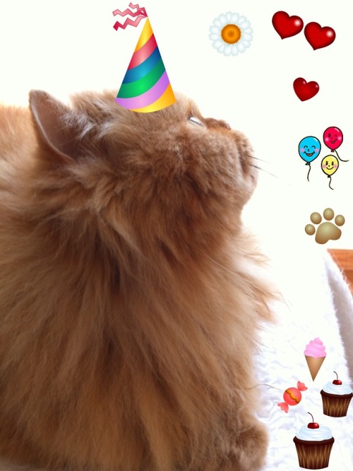 boschintegral: mel-cat: September 26th : It is my birthday! Today I turn 11 years old. @mostlycatsmo