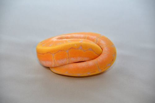 ethergaunts: banana pinstripe ball python, python regius