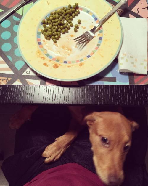 Porn Did somebody say dinner? #Ripley #dogsofinstagram photos