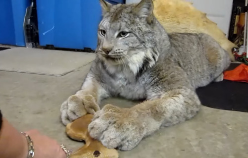 kittykat8311: robotslenderman: anythingbetterthanzukash: Canada Lynx (x)  The enormous paws *gr