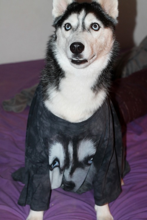 6woofs:  Your chest hair is showing