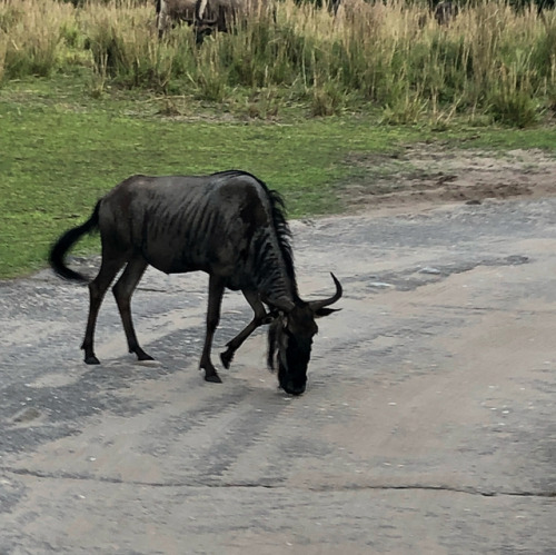 More shots #disneysanimalkingdom #fieldtrip #wildebeast #ankolecattle #elephants #giraffe #cheetahs 