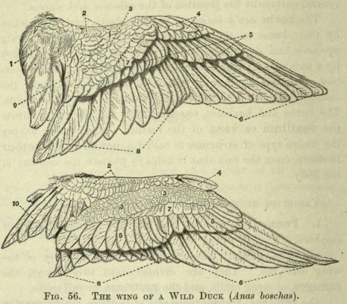 nemfrog:Fig. 56. The wing of a wild duck. The vertebrate skeleton. 1897. 