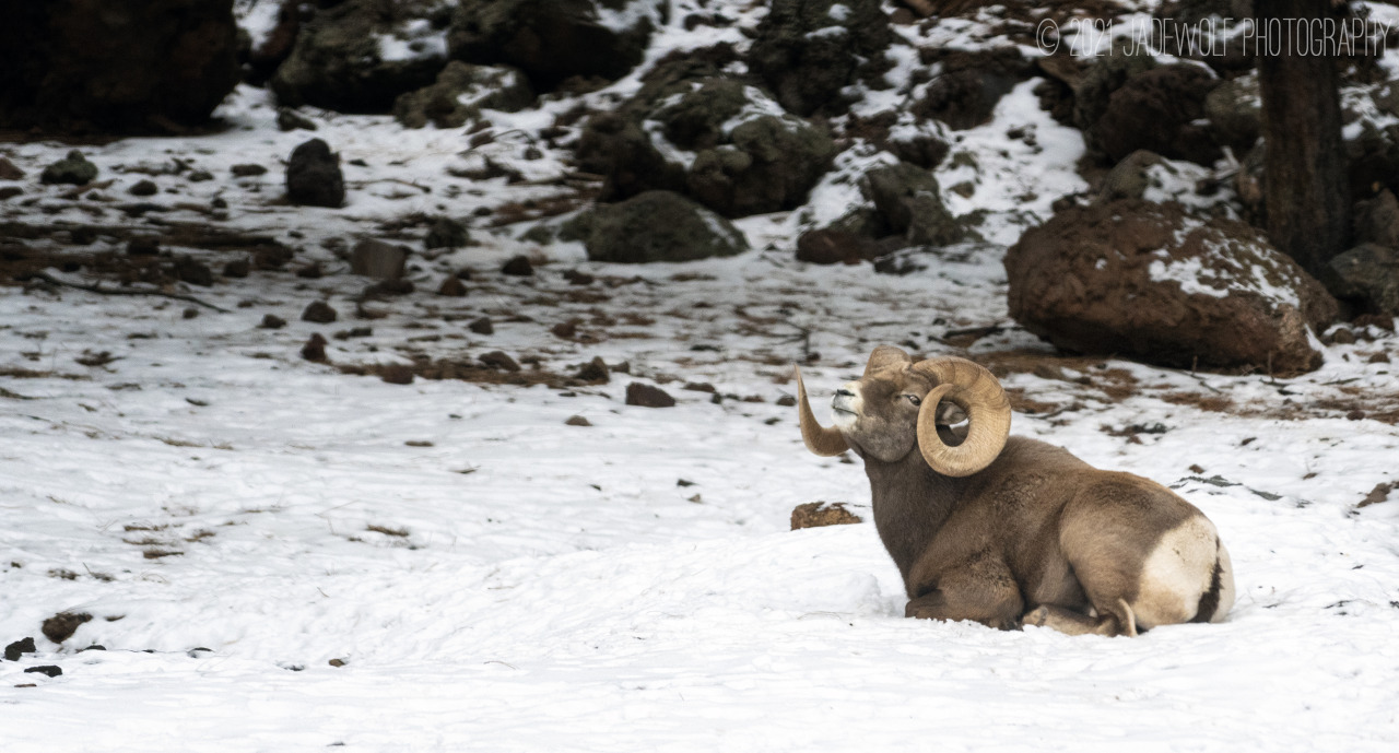 Bighorn SheepOvis canadensis #bighorn sheep#sheep#animals#ram#ovis canadensis#bighorn#jadewolf photography
