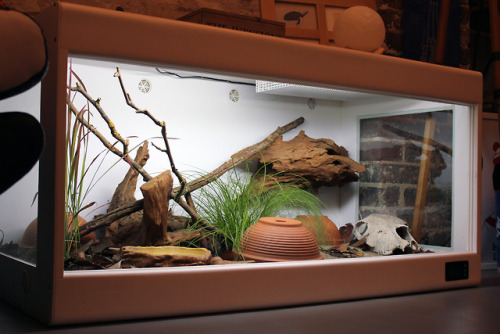 winterhazelly:FINALLY rescaped the snildren’s vivs! Here’s more info on the setup. The o