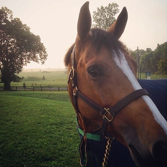 The gorgeous Clever enjoying the American Bluegrass!! 😍🇺🇸🌟