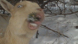 alora-sonntag:   I had this goat named Wendy and she was crazy. I can never tell if she was not photogenic or if she was just so photogenic that’s what it came out looking like.  