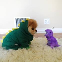 animal-factbook:  Since Barney has a habit of canceling appearances at children’s birthday parties due to his insane partying habits, many parents use dogs as back up, so as to not ruin their child’s party. When put into a dinosaur costume, dogs are