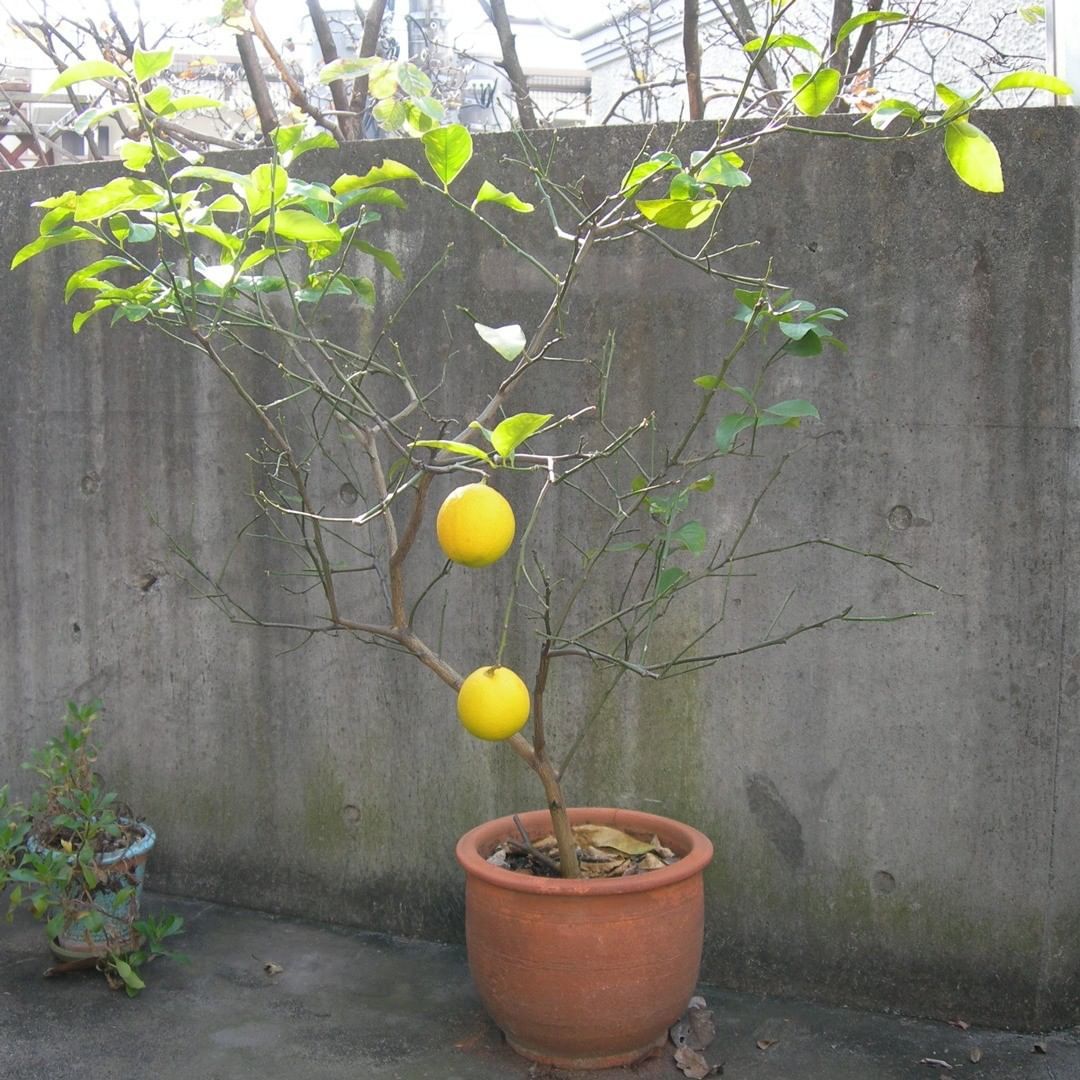 Kou Gallery それと 我が家では冬の風物 ベランダレモンの収穫です ベランダレモン 植木鉢 風物