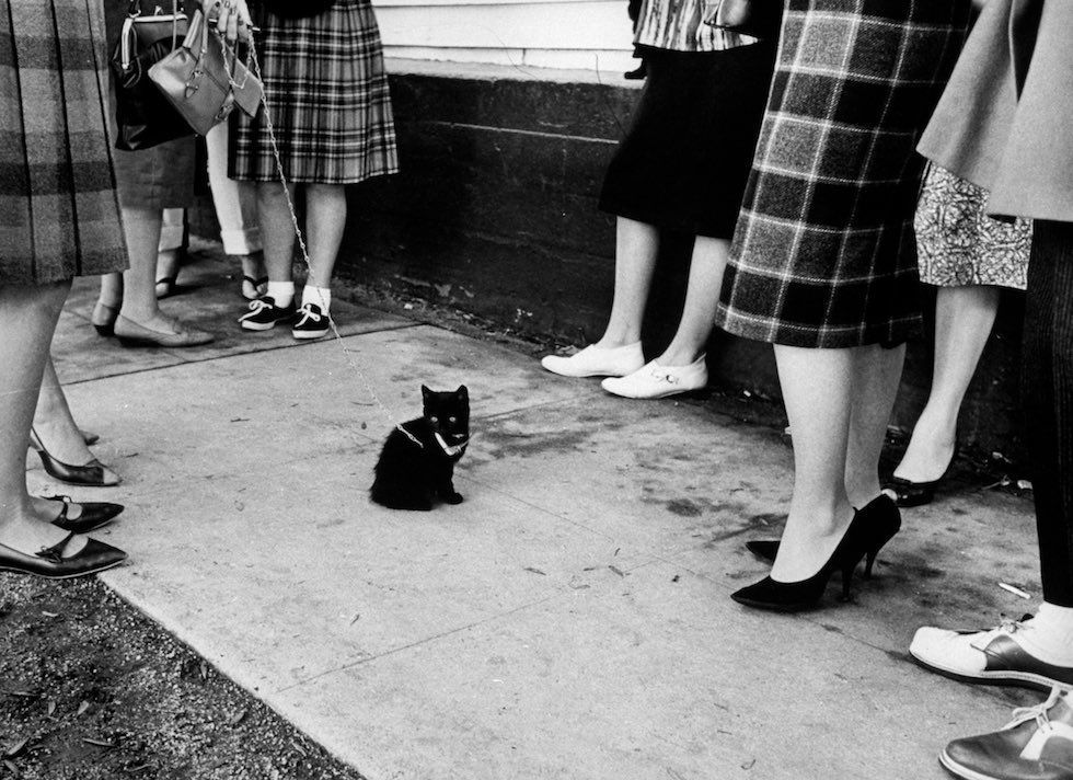 bookmania:  butw0rldenough:  Black cat auditions photographed for Life Magazine,