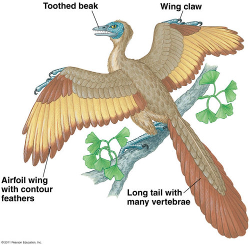 The Origin of Avian Flight: The Great DebateAvian flight is a remarkable evolutionary feat. But, whe