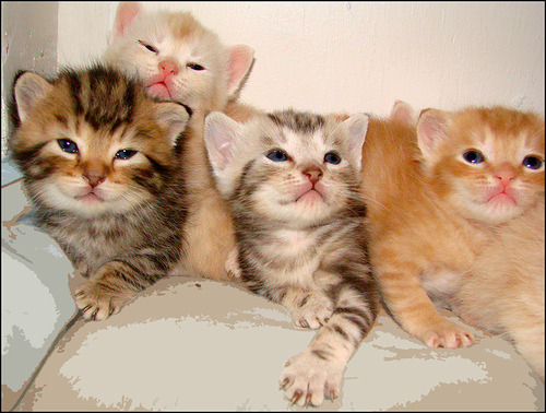 magical-meow:Kitten-IV by Etolane flic.kr/p/GFwTg