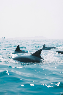 expressions-of-nature:  Kumamoto, Japan : Yasushi Kakizaki