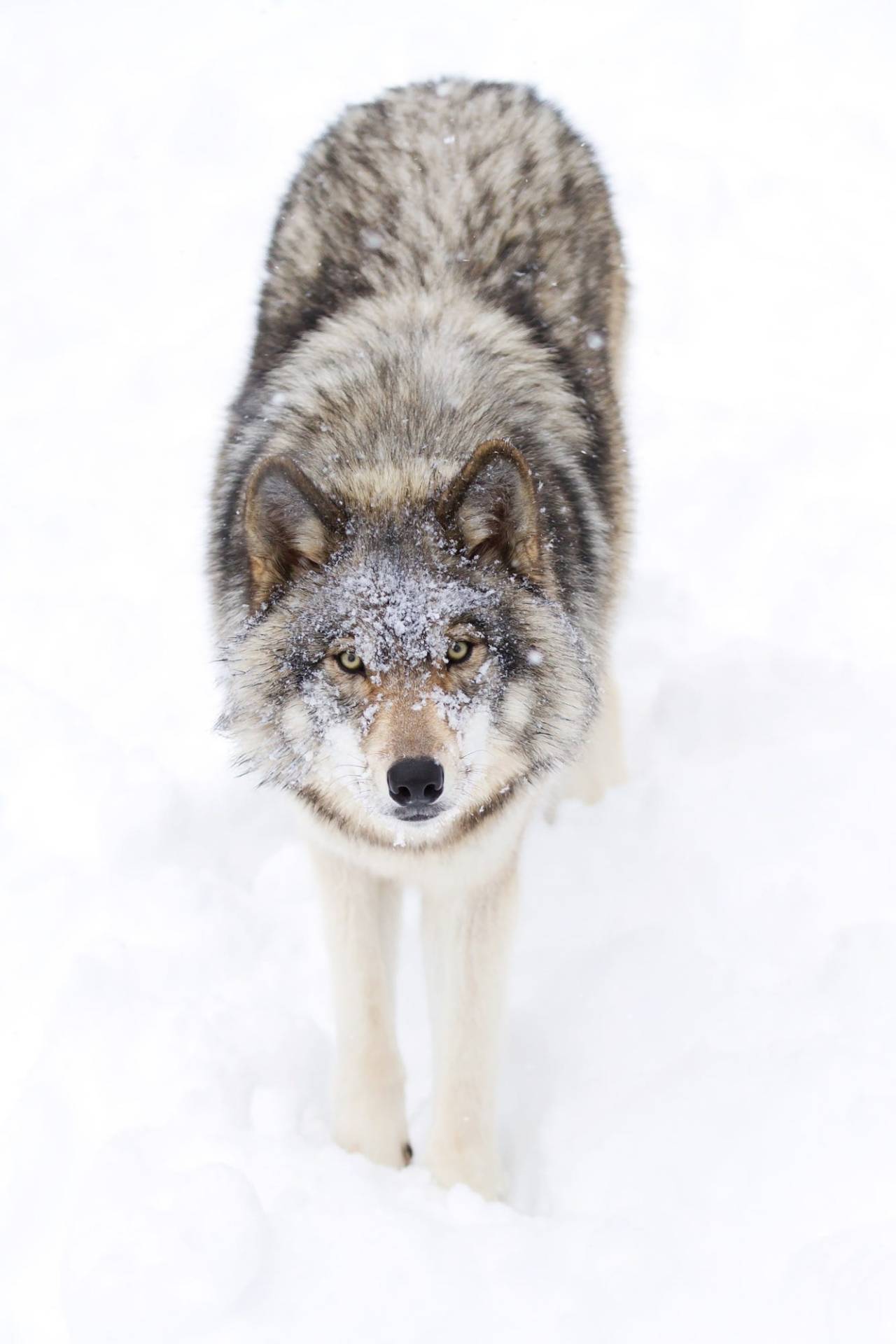 beautiful-wildlife:  Photo Series | ~ Timber Wolf ~  Images by © • Jim Cumming