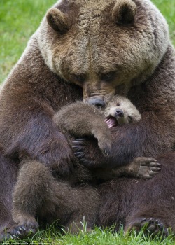 LOVE FOR ALL BEARS