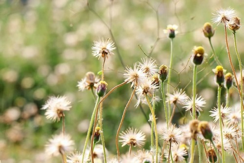 Coatbuttons, Tridax procumbens #plants #weed #forest #fauna #botany #botanical #biodiversity #ecolog