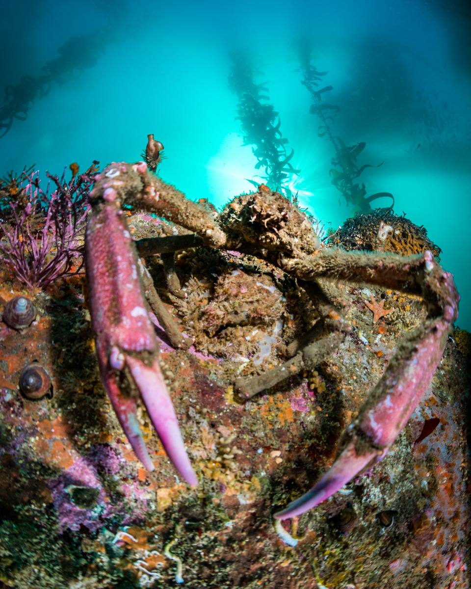 Feeling crabby this Monday morning? Well, we think you look fabulous.
📷 : A large decorator crab Loxorhynchus crispatus in “Pinch me, I’m dreaming” conditions at North Monastery Beach, Carmel, California.