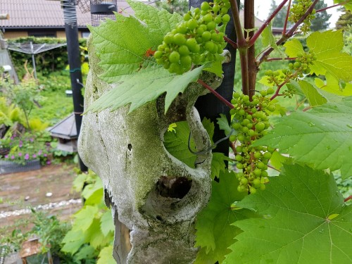 biodiverseed:The harvest is bountiful on the grape wall this year. I was told to prune the fruiting 