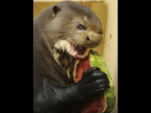 pughorror:  chxnce:  plot-line:  “Otter adult photos