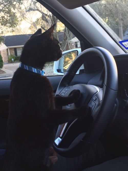 “Don’t Worry! Grand Theft Auto Taught Me To Drive…”Photo via Imgur