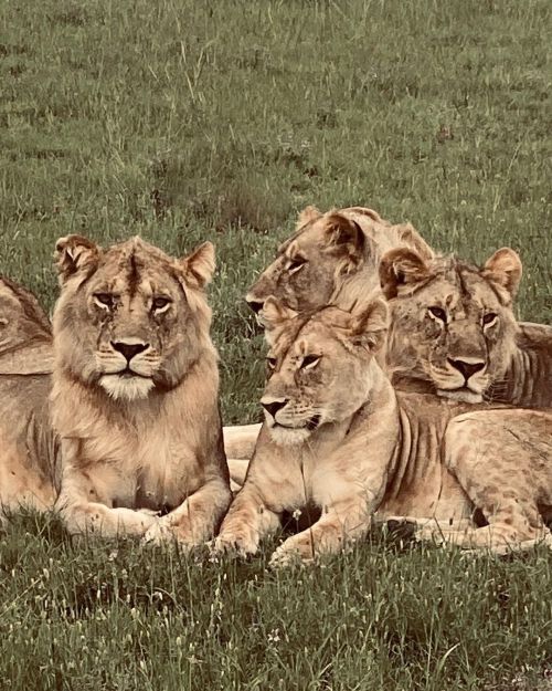 iPhone Africa #lion #iphone #serengeti #tanzania #safari #gamedrive #wildlife (at Serengeti) https:/