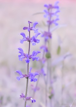 emiliomaccanti:  Flowers in Autumn 