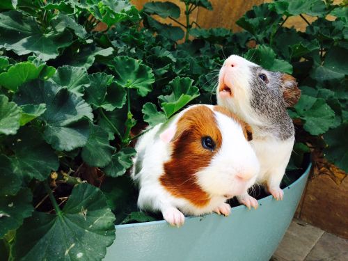 Pigs ‘n A Pot!