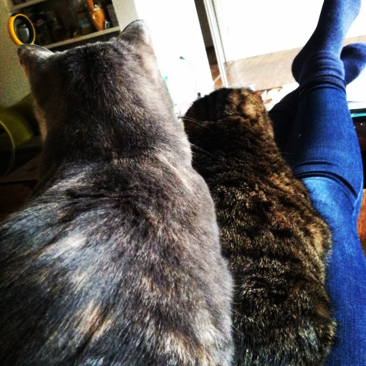 getoutoftherecat:  Both of my cats wanted to sit on my lap at the same time, but