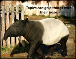 sandsvendor100:  List Of Things We Tapir