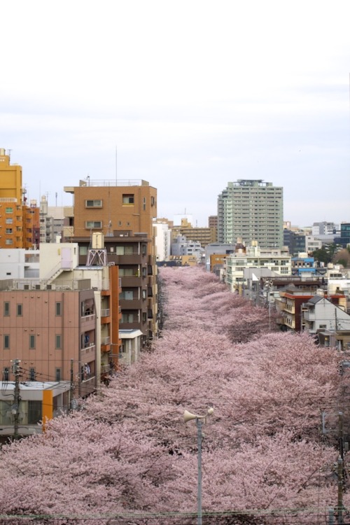 River of cherry blossom 目黒川の桜By : Genta Masuda