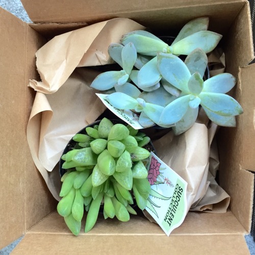 thriftedrose:My friends got me plants for my birthday.. They know me so well