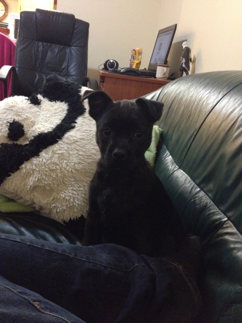 imgonnamakeachange:  healthy-is-perfection:  7eleven:  My puppy was just hit by a car last night, his pelvic bone has a break and both of his hind legs are so messed up, I left the room when the vet was looking at them. He is missing chunks of his skin