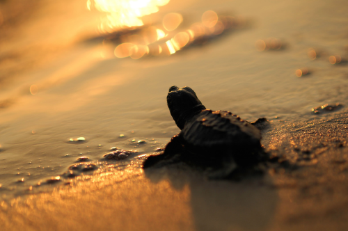 nubbsgalore:photos by solvin zanki of a nascent loggerhead sea turtle on turkey’s iztuzu 