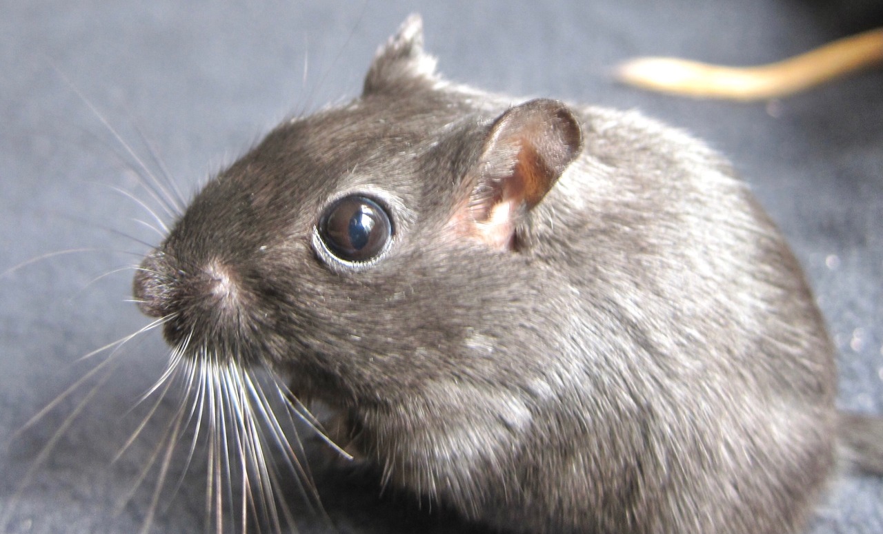 great-and-small:The realization that gerbils adult photos