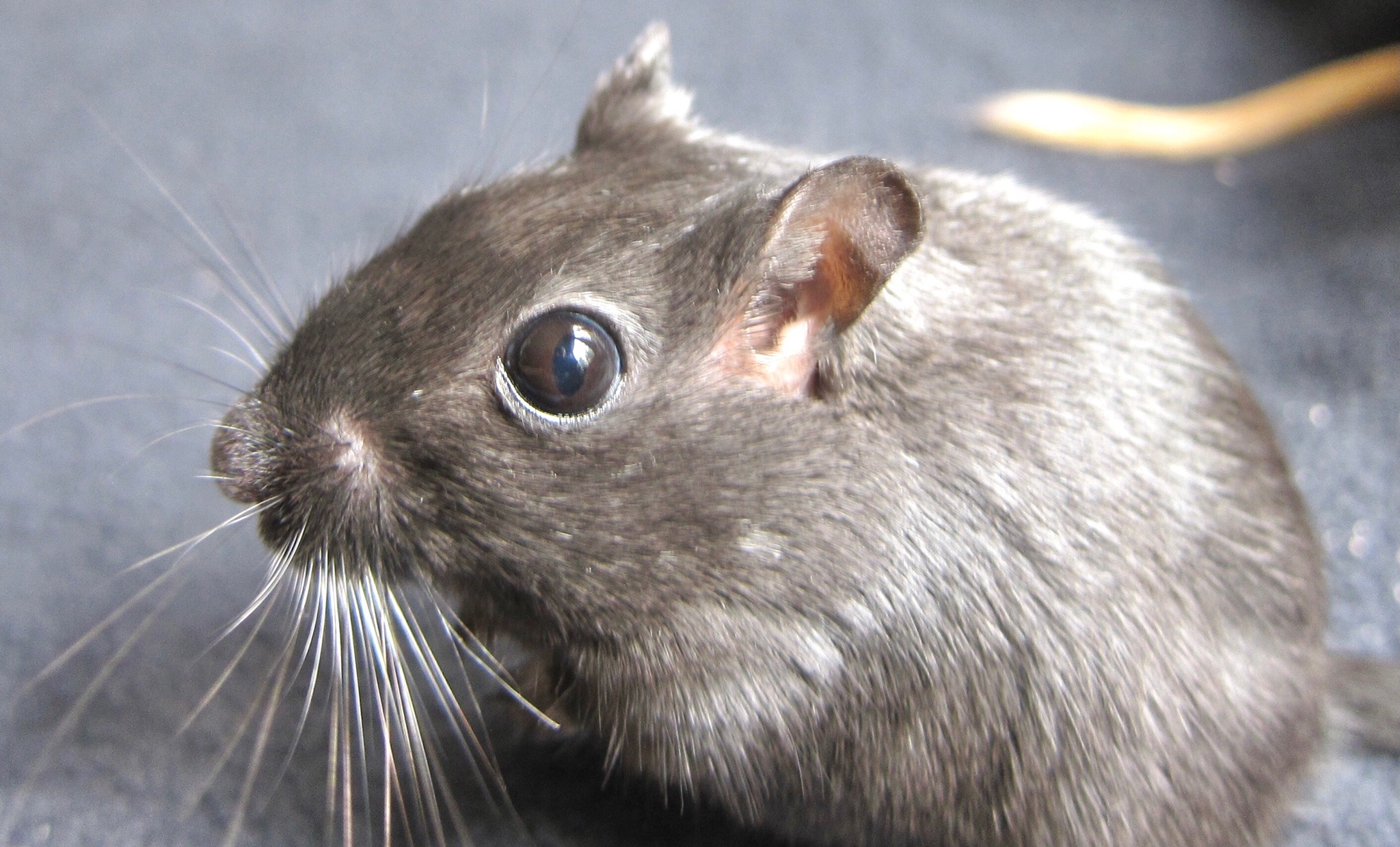 Sex great-and-small:The realization that gerbils pictures