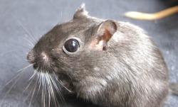 great-and-small:The realization that gerbils porn pictures