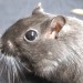 great-and-small:The realization that gerbils have slit pupils actually shocked me.