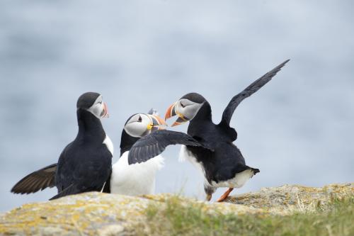 wigmund: From Canadian Wildlife Federation Photo of the Day; January 22, 2017:  Atlantic Puffins (Fr