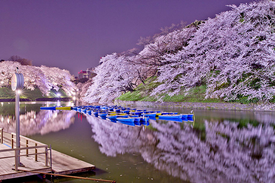 stories-yet-to-be-written:  The Best Pictures Of This Year’s Japanese Cherry Blossoms