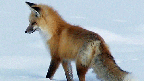 This is why I love foxes 