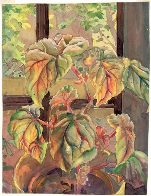 Andrey Avinoff - Begonias (c.1946)