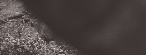 chloerachel:  The lamb has become the lion.  I may be the only person in the world