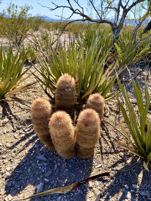 Texas Rainbow Cactus (Echinocereus dasyacanthus), Big Bend National Park, Texas.